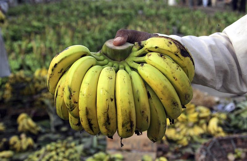 FAO: manualul pentru ocuparea de banane Ã®n Ecuador poate fi adaptat Ã®n alte È›Äƒri