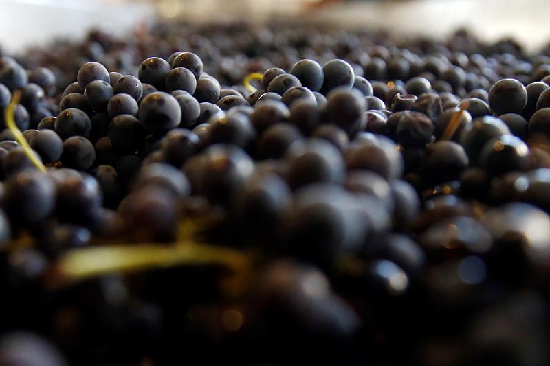  Chile trece prin Europa puterea vitivinÃ­cola a tulpinilor sale patrimoniale